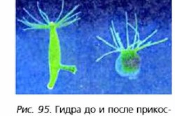 Рабочая ссылка на кракен в торе